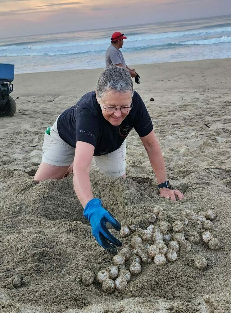 Person in blue gloves gathers shellfish on a beach at sunset, with waves in the background.