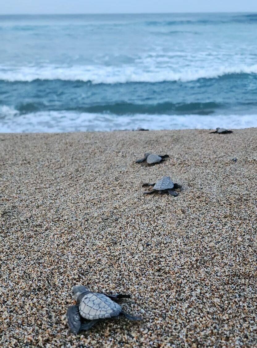 Three baby sea turtles on a sandy beach with ocean waves in the background