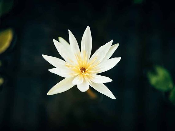 White water lily with yellow center floating against a dark green blurred background