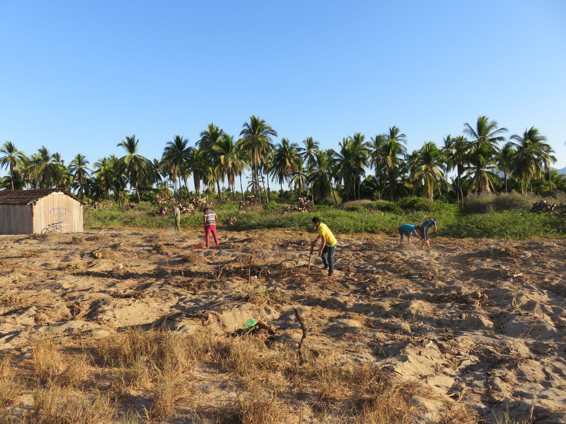 People working in a dry field with palm trees and a small hut in the background