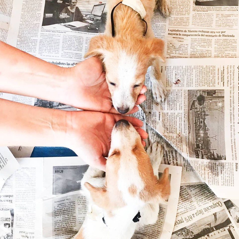 Two puppies licking hands on newspaper-covered floor