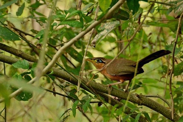 Small brown bird perched among green branches in dense foliage.