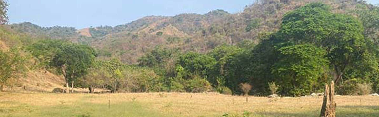 Dry grassy field with scattered trees and a rocky mountain range under a clear sky
