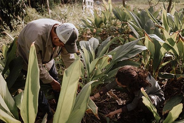 Two people gardening among large green plants in a sunny field