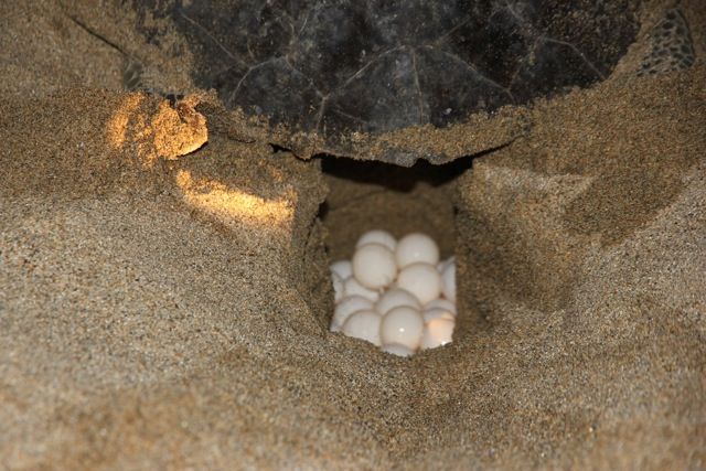 Bird nest in a rocky crevice with a cluster of white eggs.