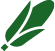 A green feather with a white stripe on a white background.