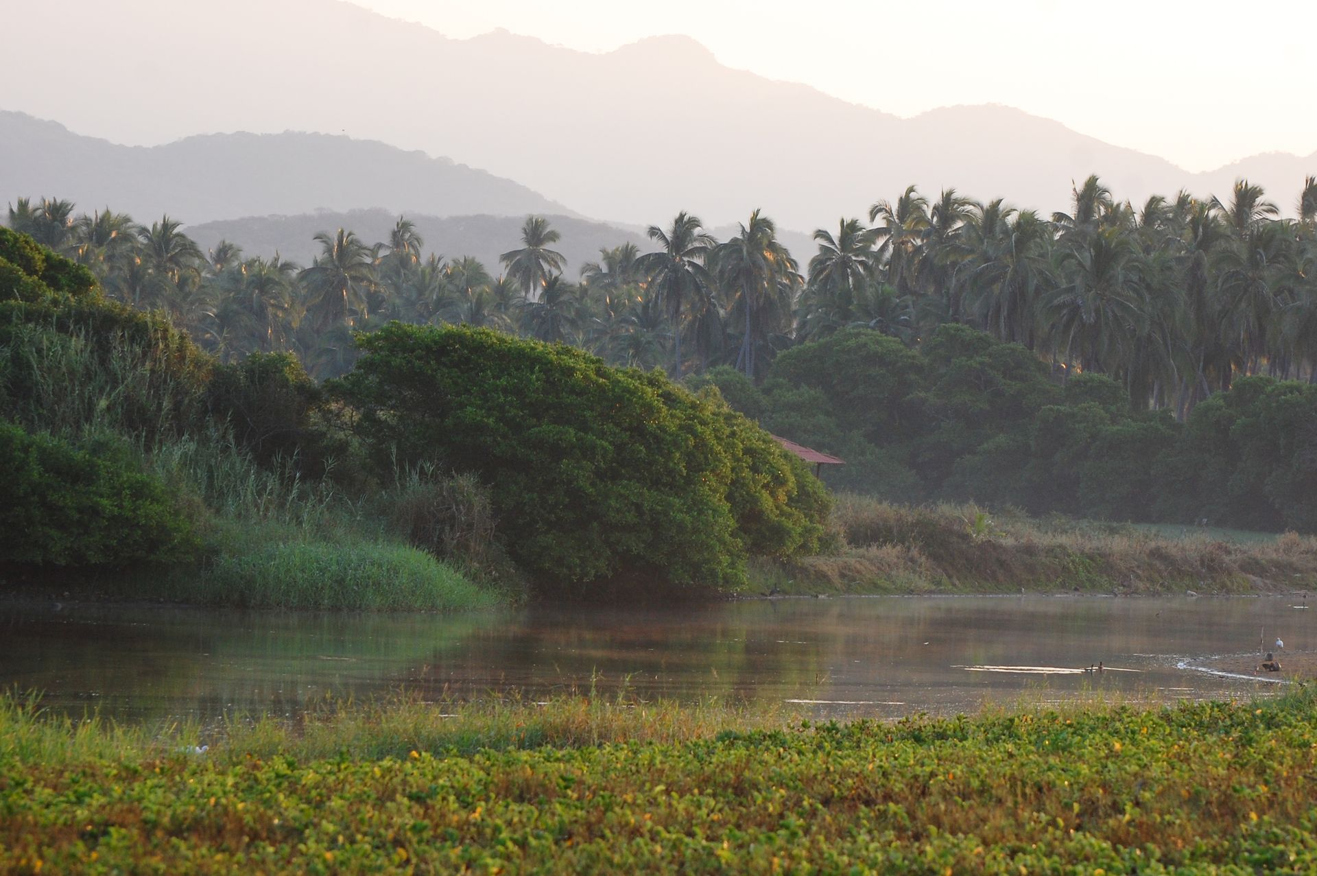 Misty tropical wetland with palm trees and layered mountains at sunrise