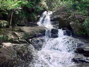 Waterfall cascading over dark rocks in a lush green forest