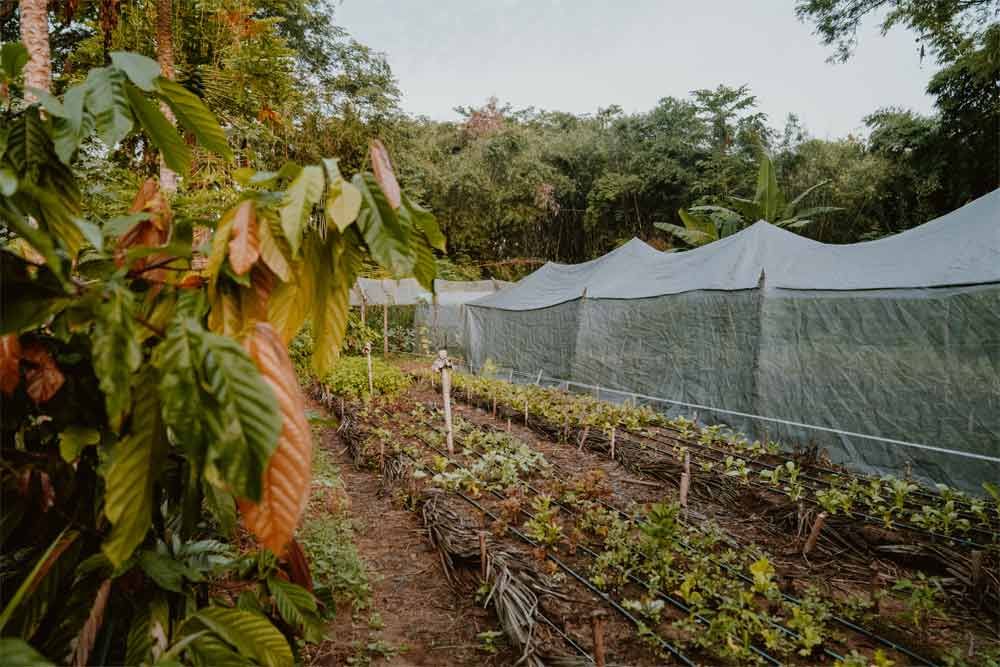 Rows of young plants beside white netted garden tunnels in a lush field