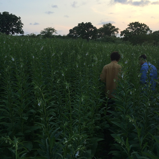 Two people walking through a tall green field at dusk under a cloudy sky