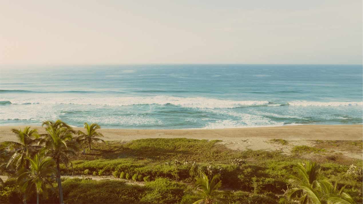 A beach with palm trees and a view of the ocean.