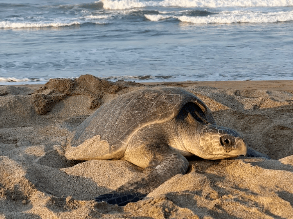 Sea turtle resting on sandy beach with ocean waves in the background