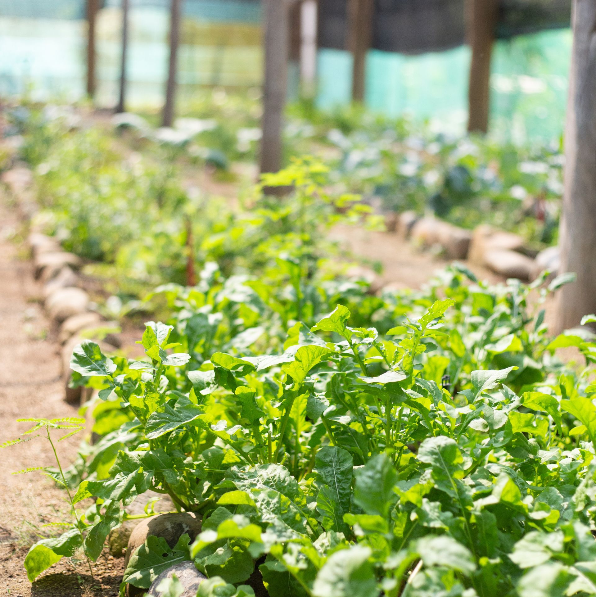 Rows of green leafy plants growing in a sunlit greenhouse or garden bed