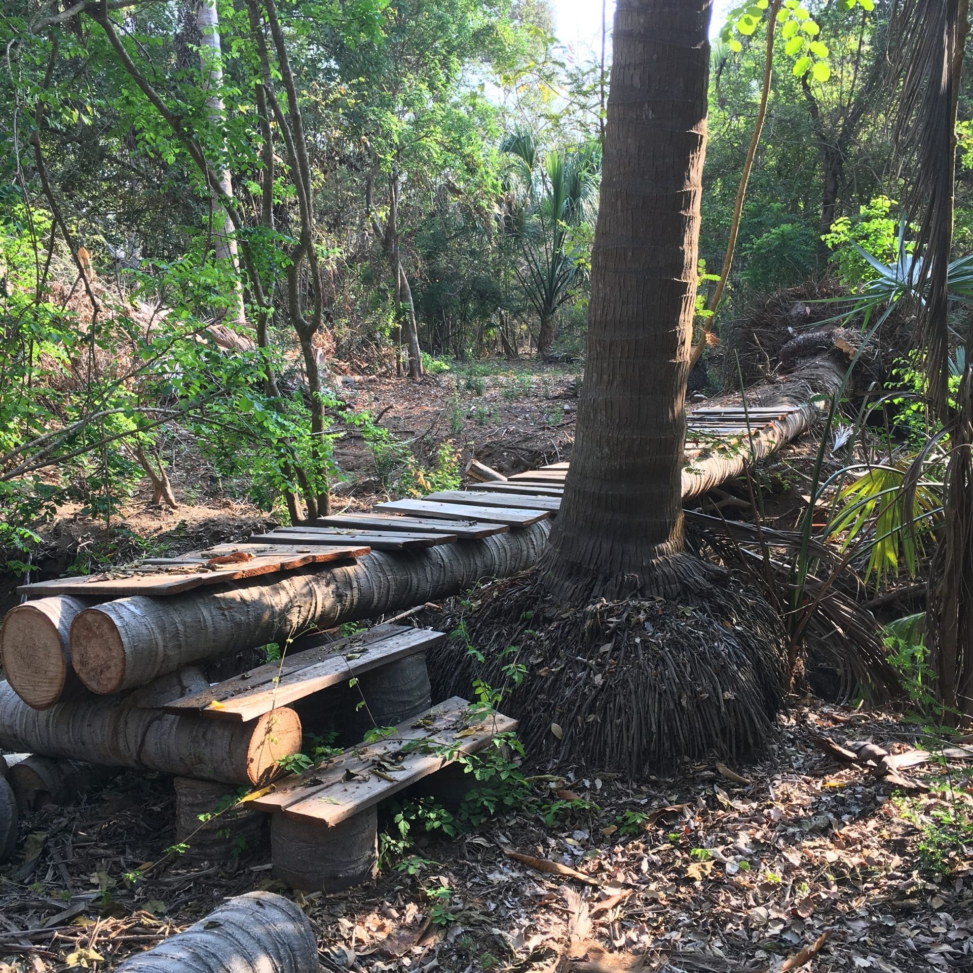 Rustic wooden bench made of logs on a forest trail surrounded by trees and greenery
