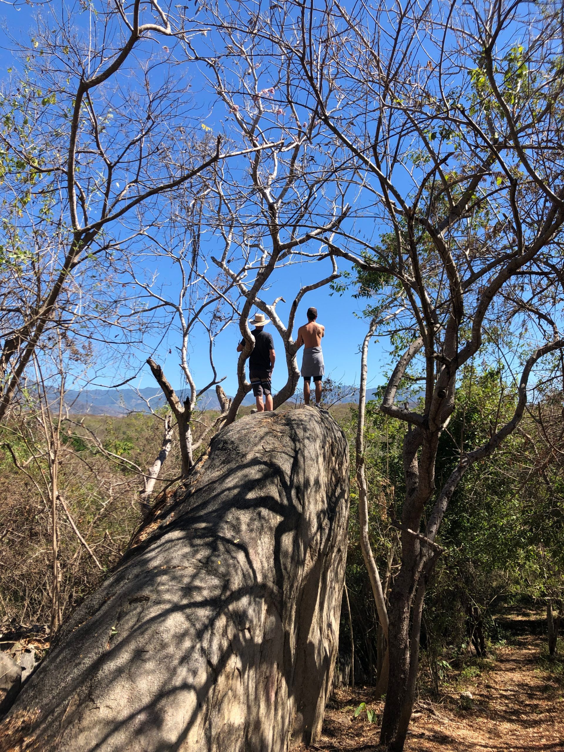 Three hikers stand on a large fallen tree in a sunny wooded area under a blue sky.