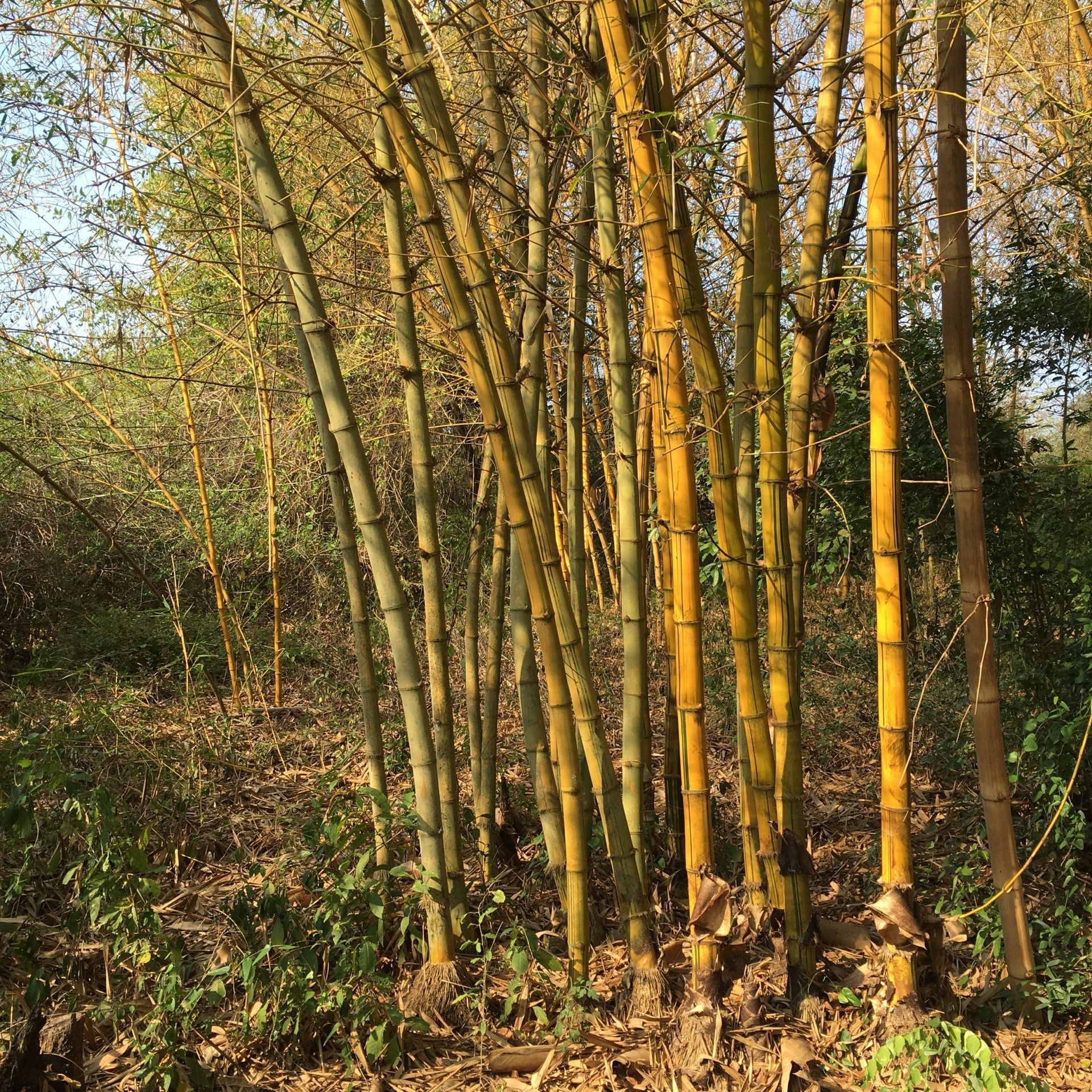 Tall bamboo grove in sunlight with green and yellow stalks