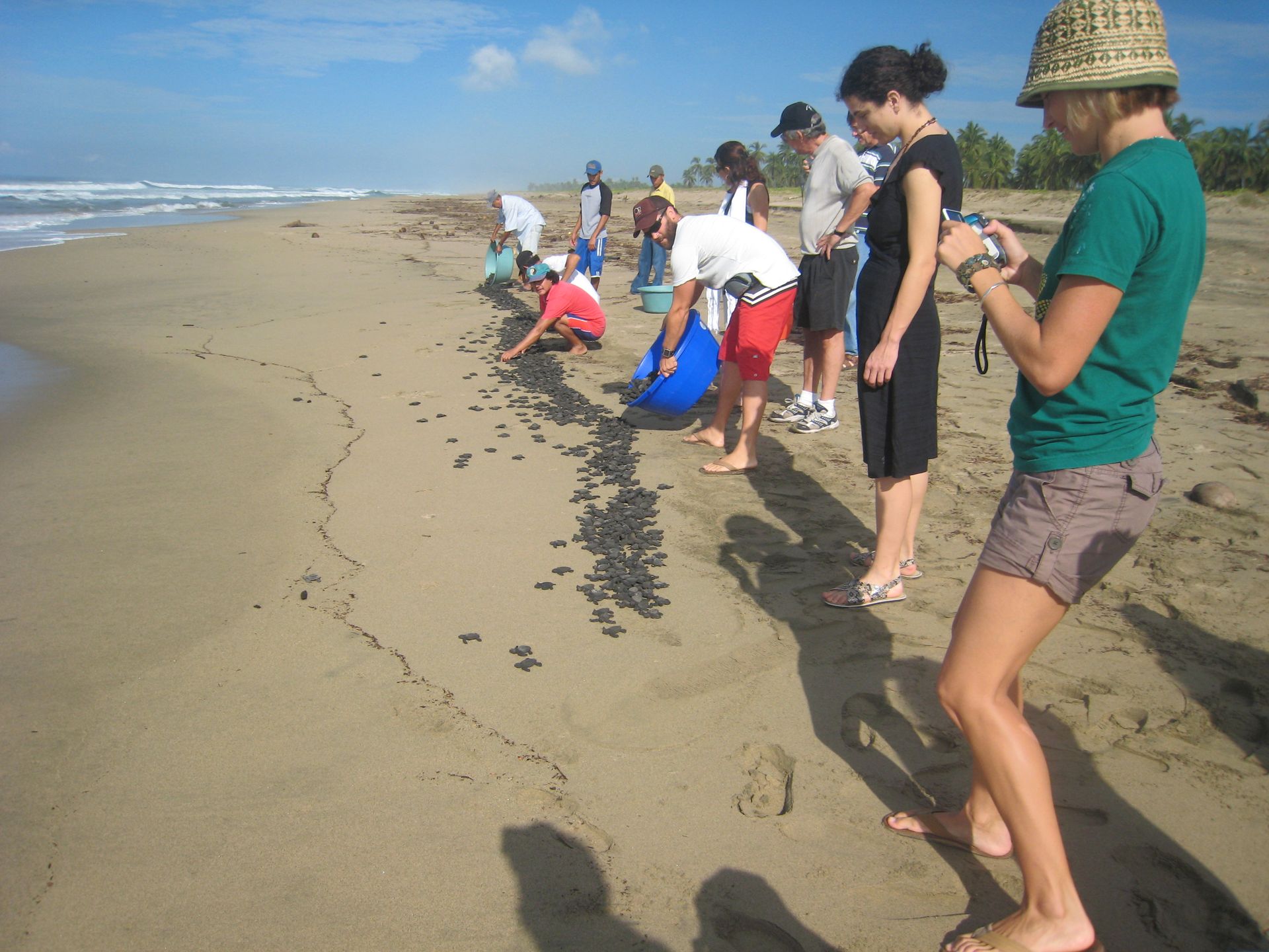 People lining up along a beach, collecting or examining dark debris near the waterline