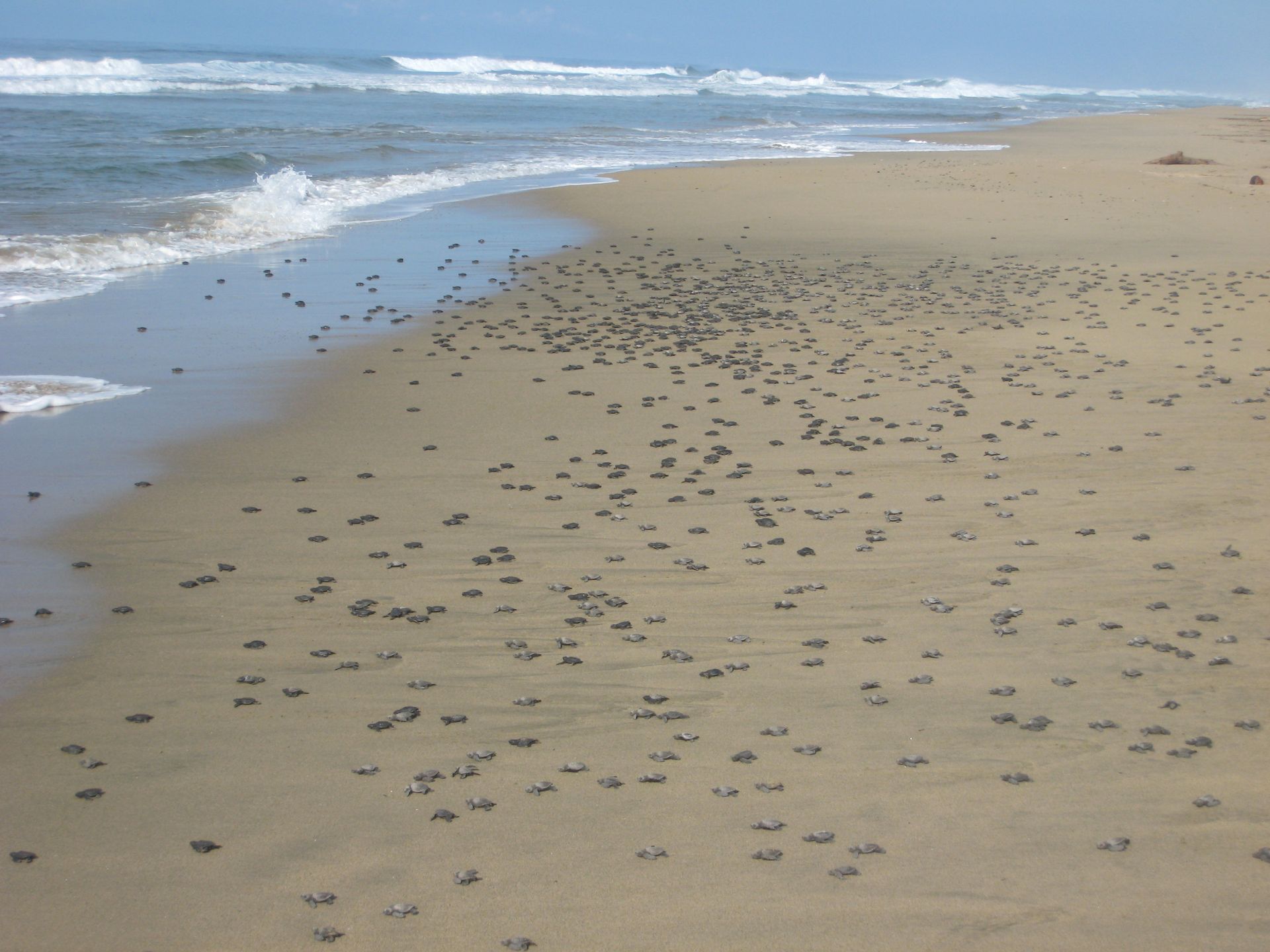 Sandy beach with scattered small crabs near the shoreline and gentle ocean waves.