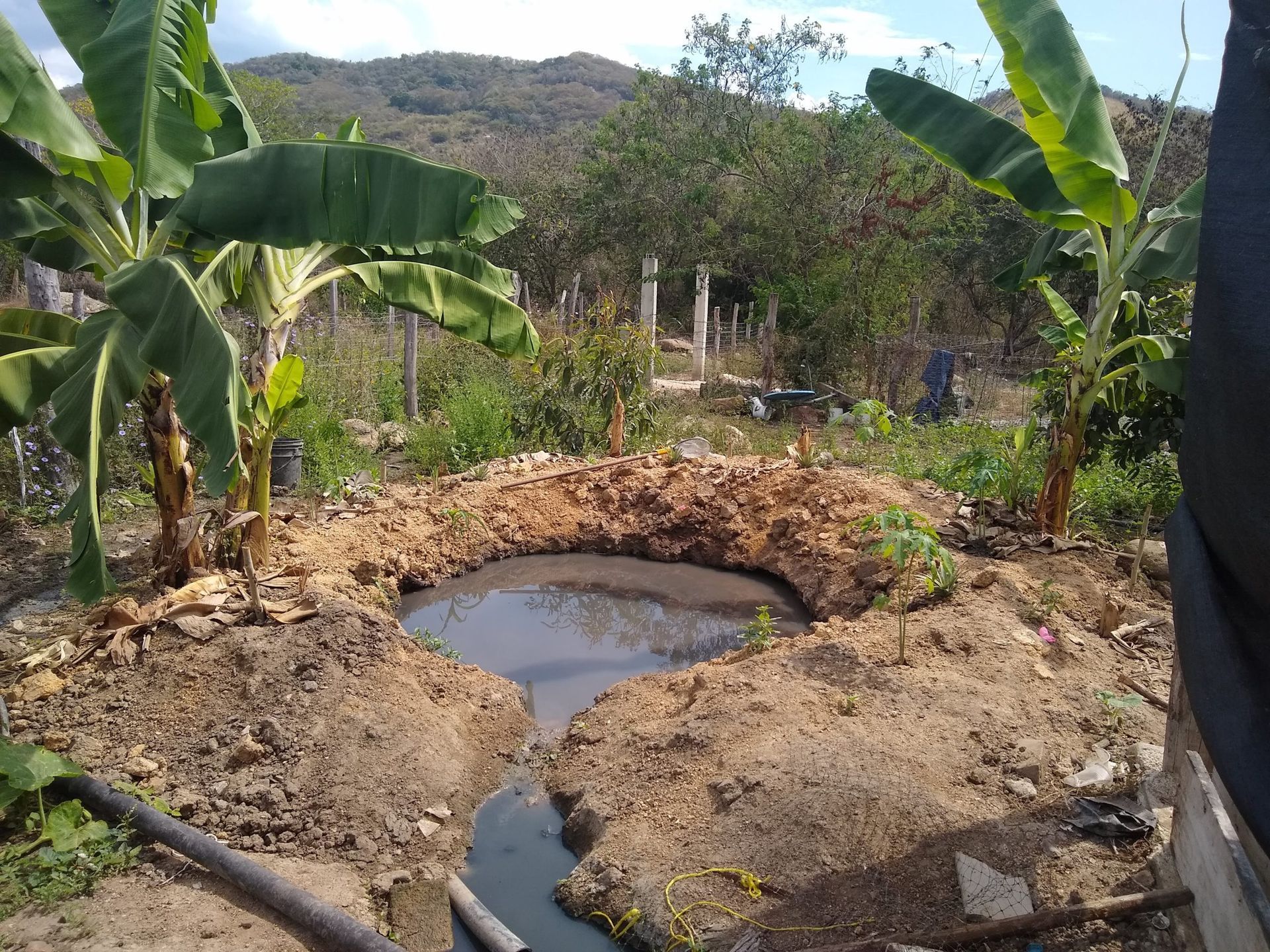 Small muddy pond in a tropical garden with banana plants and hills in the background