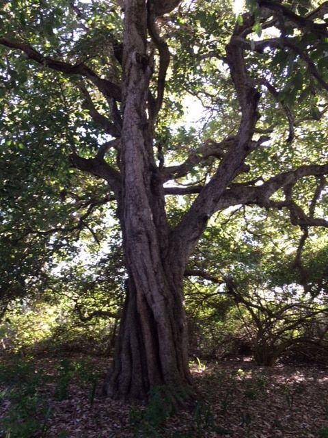 Large gnarled tree with twisted trunk and dense green canopy in a wooded area