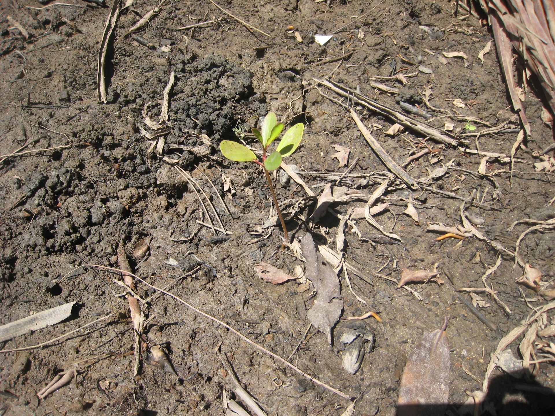 Small green seedling sprouting from dry, brown soil with scattered twigs and leaves