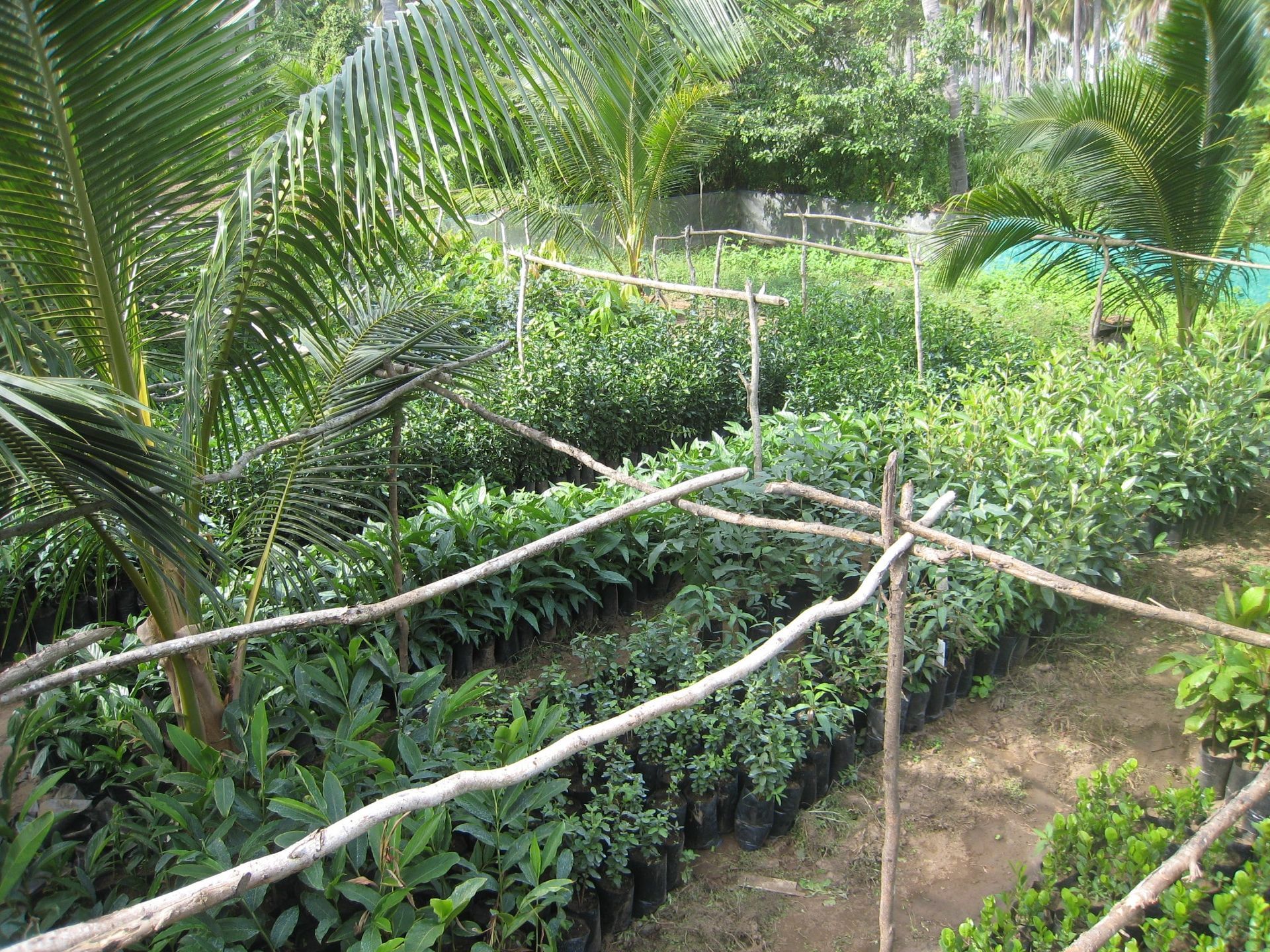 Dense green garden plot with trellises and a dirt path under palm fronds