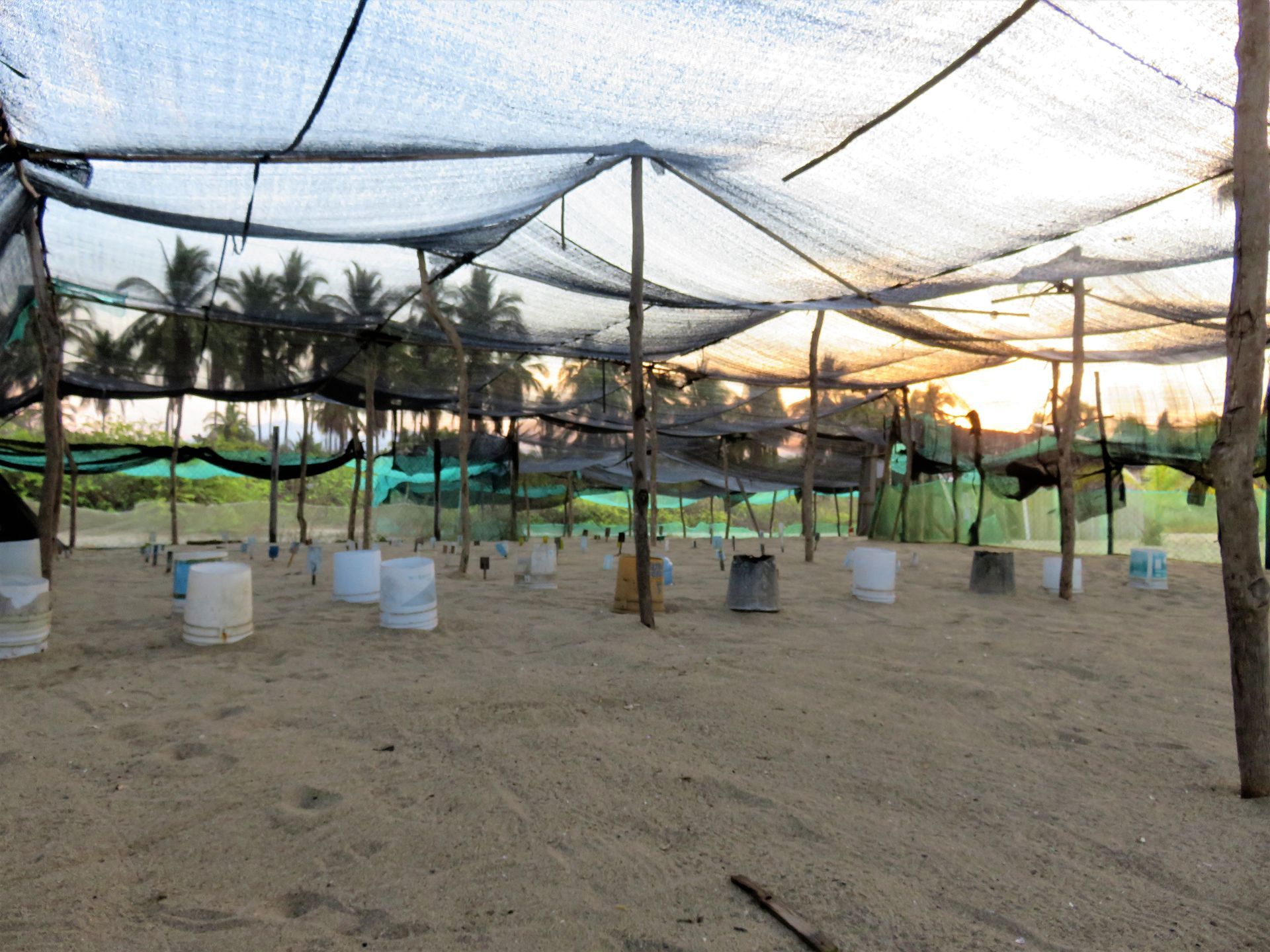 Covered outdoor area with hanging netting, buckets on the ground, and palm trees at sunset.