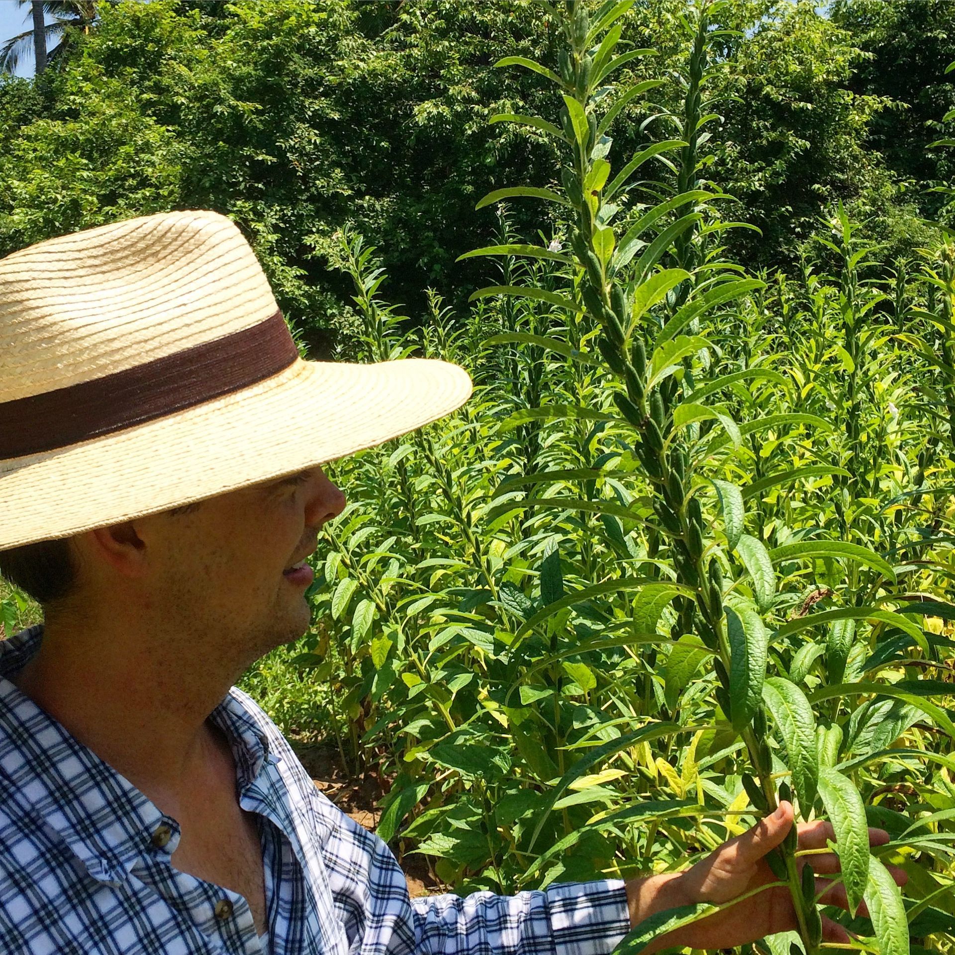 Person in straw hat inspecting tall green plants in a sunny field