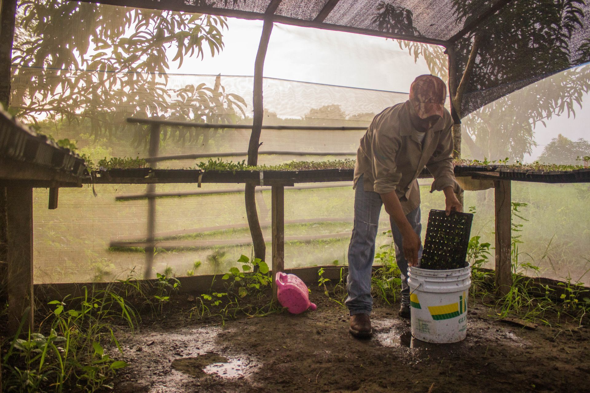 Person filling a bucket in a garden shed with plants and a pink shovel nearby