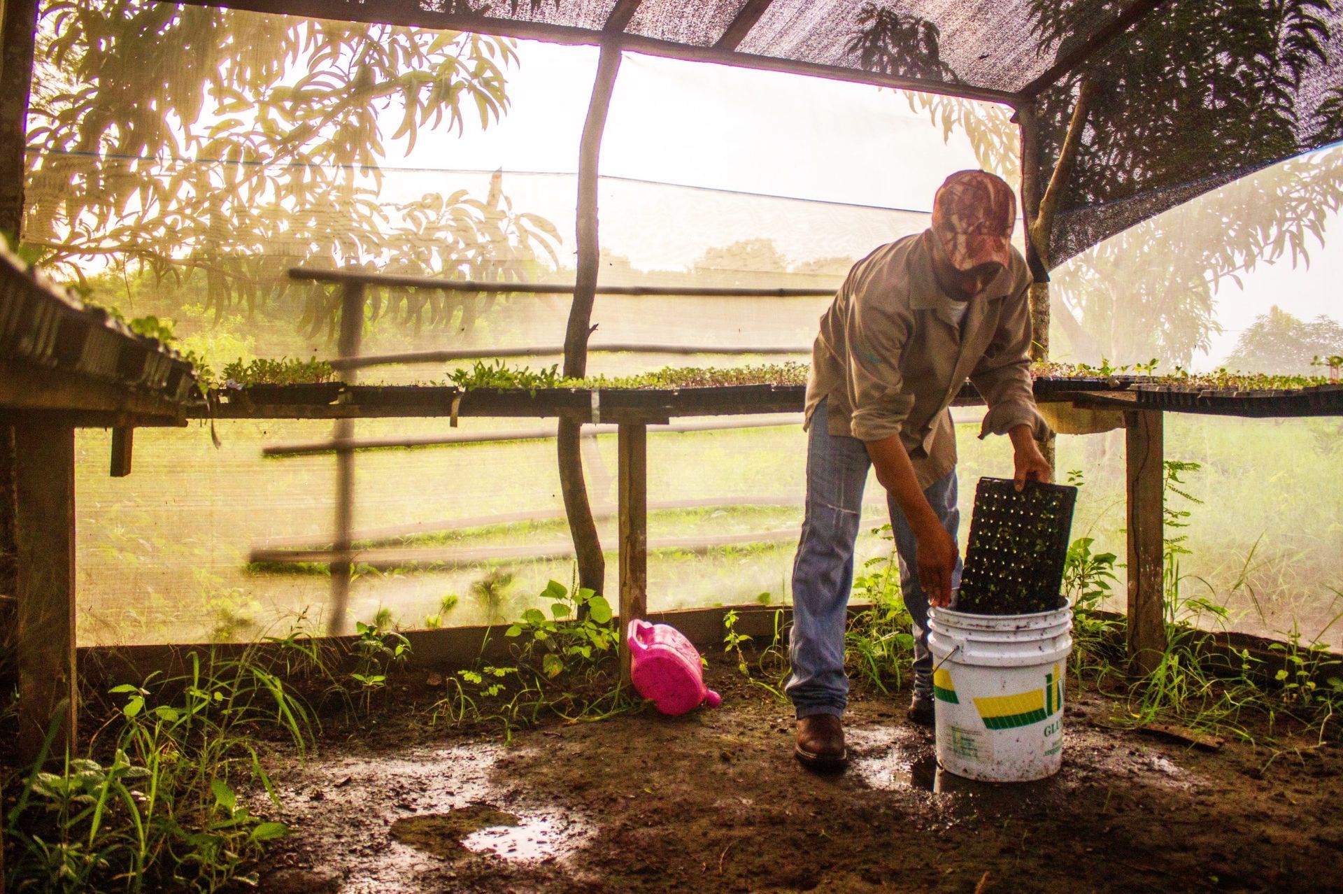 Person filling a white bucket in a sunlit garden greenhouse