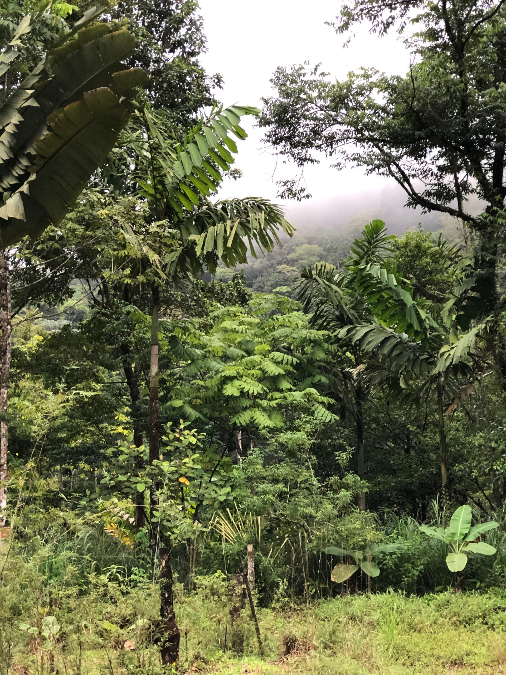 Lush green tropical hillside with dense trees and misty background