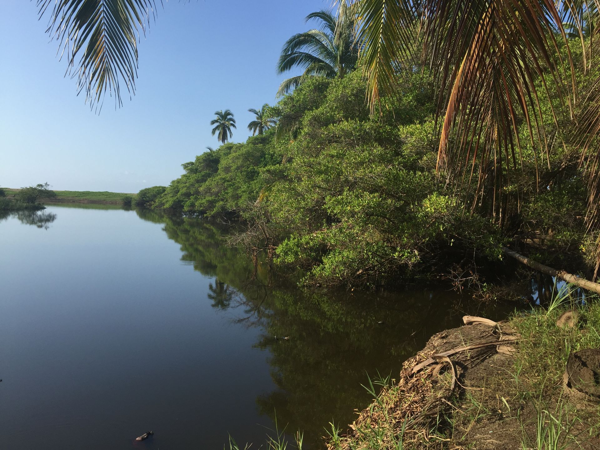 Calm river bordered by lush green mangroves under a clear blue sky
