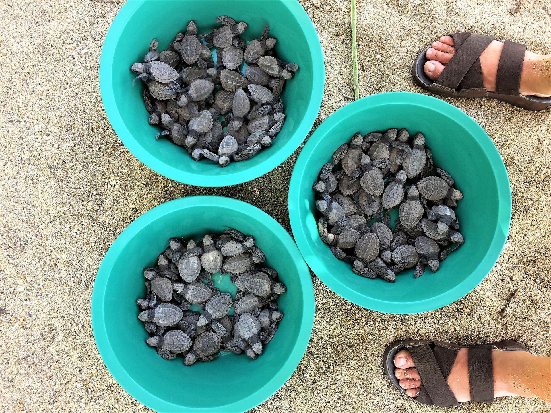 Three turquoise buckets filled with dark stones on concrete, with two sandal-clad feet visible.