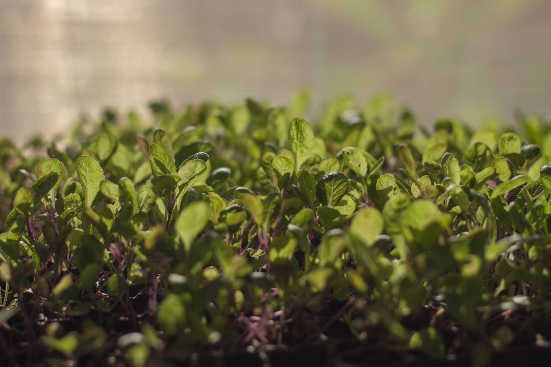 Close-up of young green seedlings growing in a sunlit field
