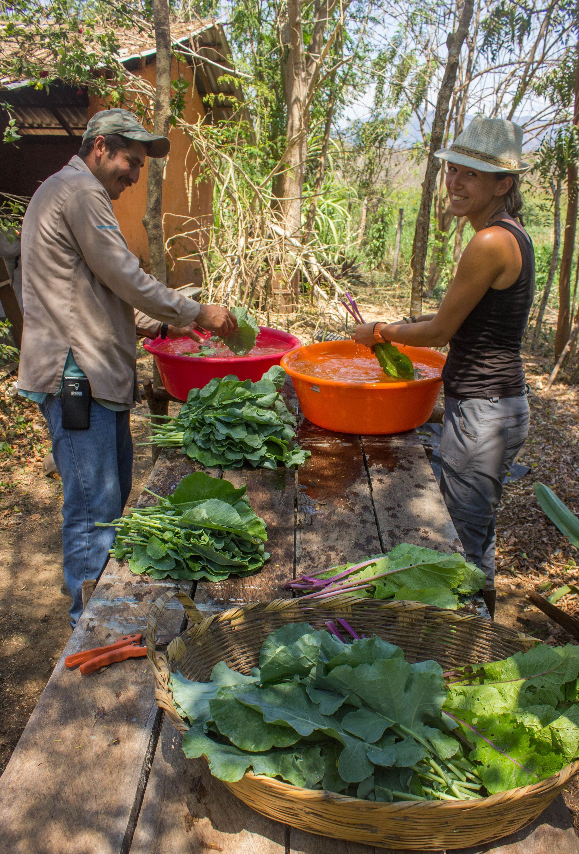 Two people sorting leafy greens outdoors into red and orange basins in a rustic garden area