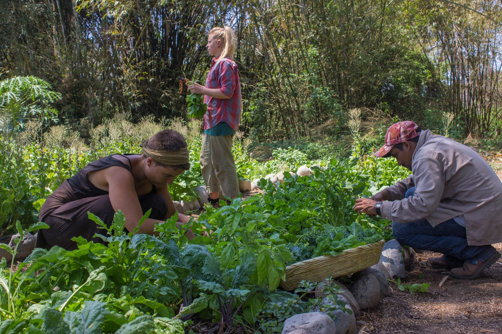 People gardening in a lush outdoor vegetable bed, with one person kneeling and another standing nearby.
