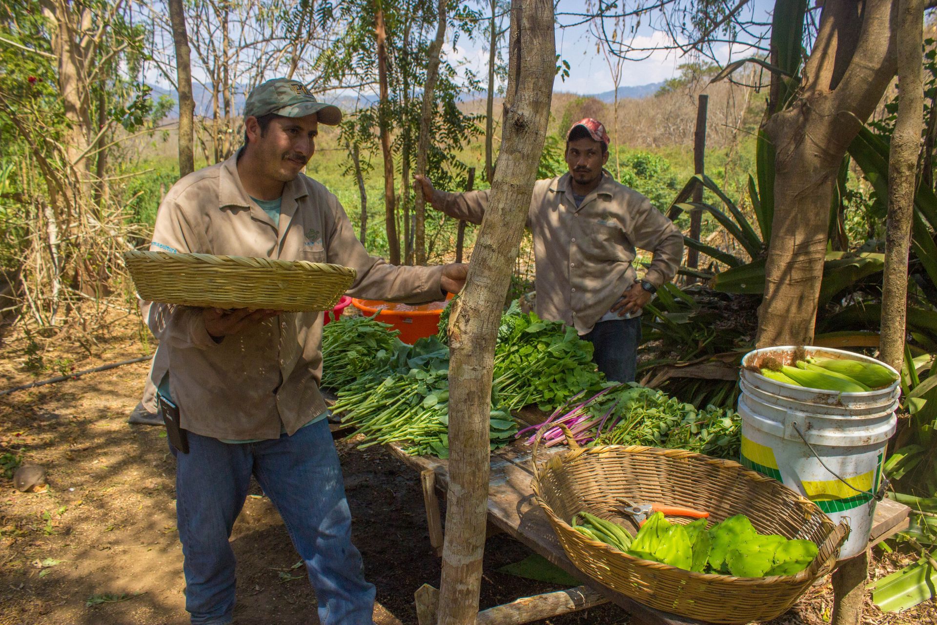 Two men in a wooded farm area handle plant material beside a green basket and bucket.