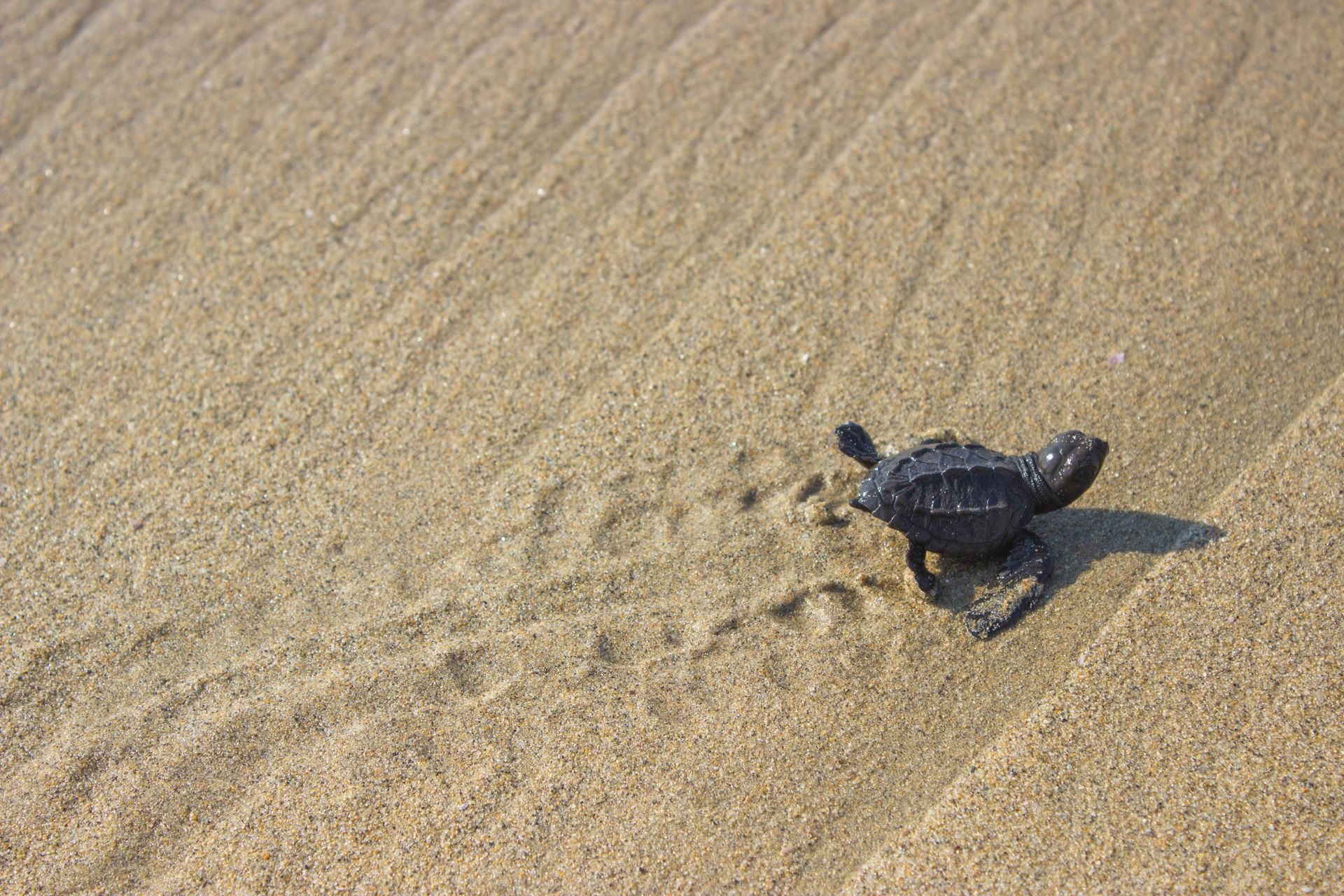 Baby sea turtle crawling across rippled sand near the shoreline