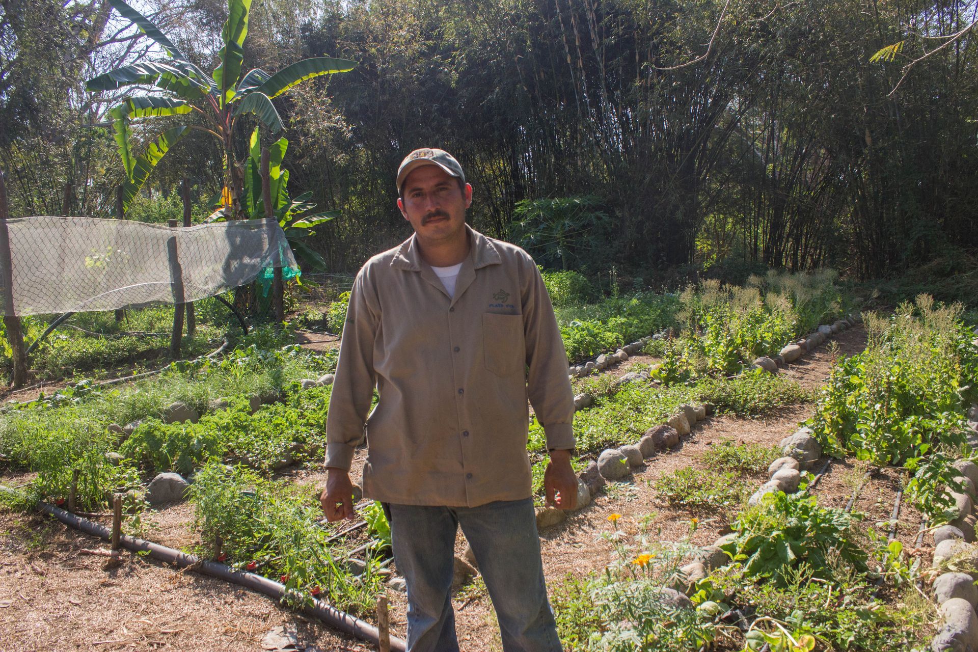 Person standing in a sunny garden with rows of plants and trees in the background