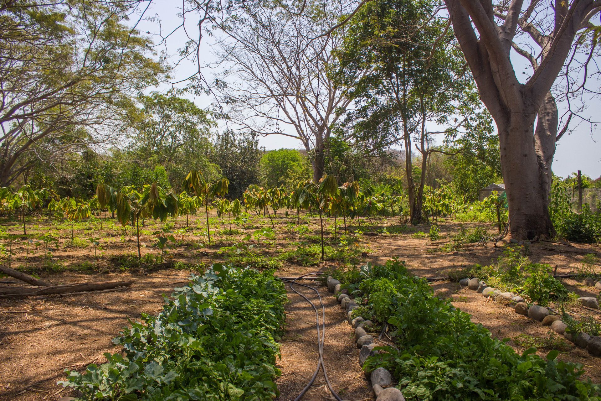 Dry garden plots with green crops and tall trees in a sunny rural landscape