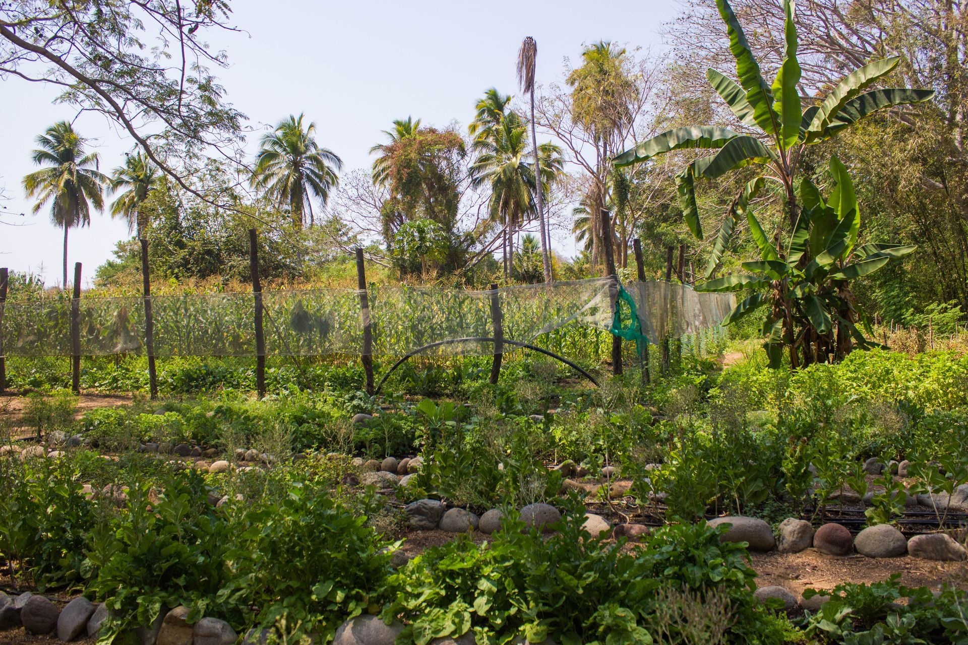 Lush tropical garden with banana trees, palm trees, and a fenced garden bed under bright sunlight