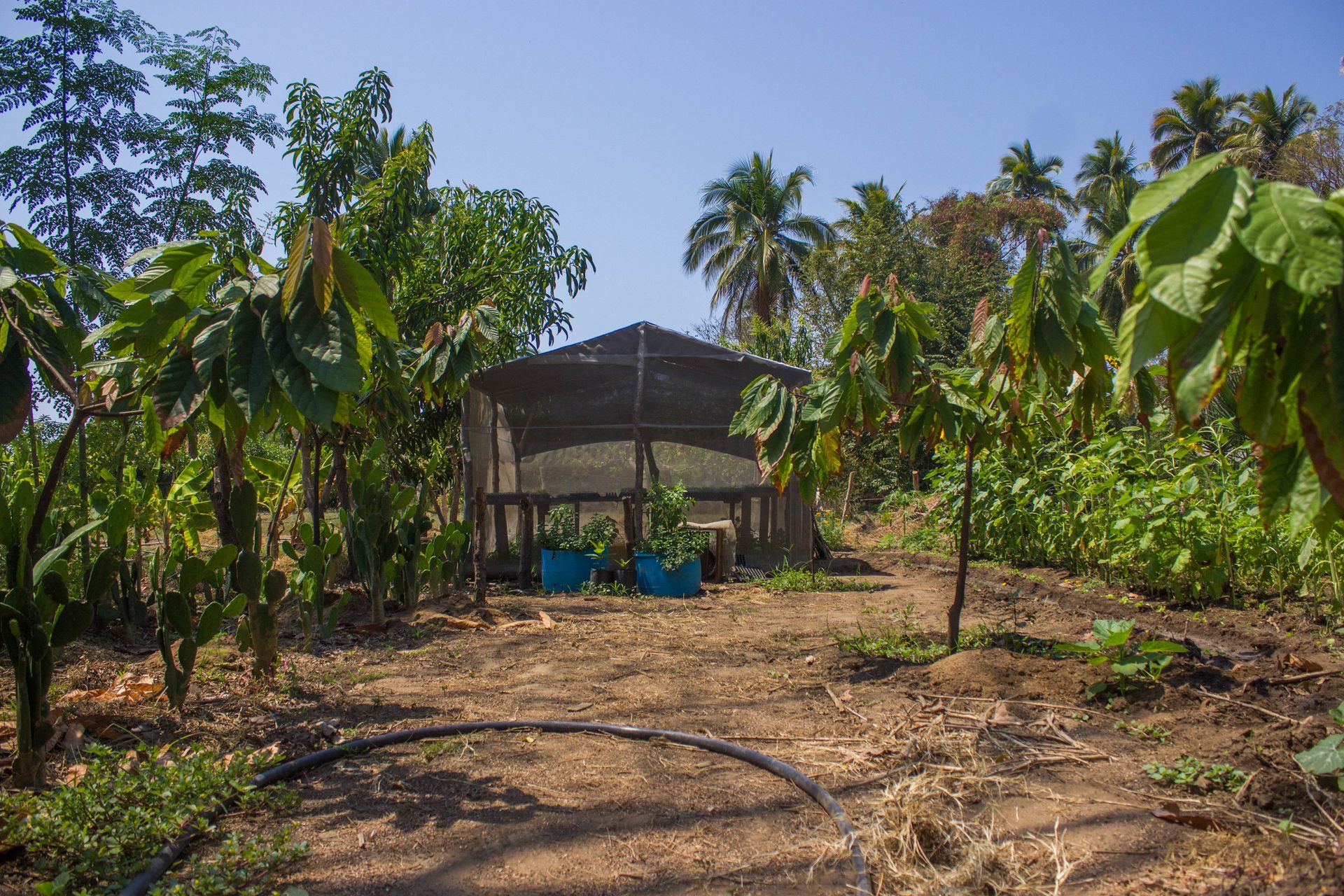 Small open shelter among palm trees in a dry rural garden, with blue containers in front.