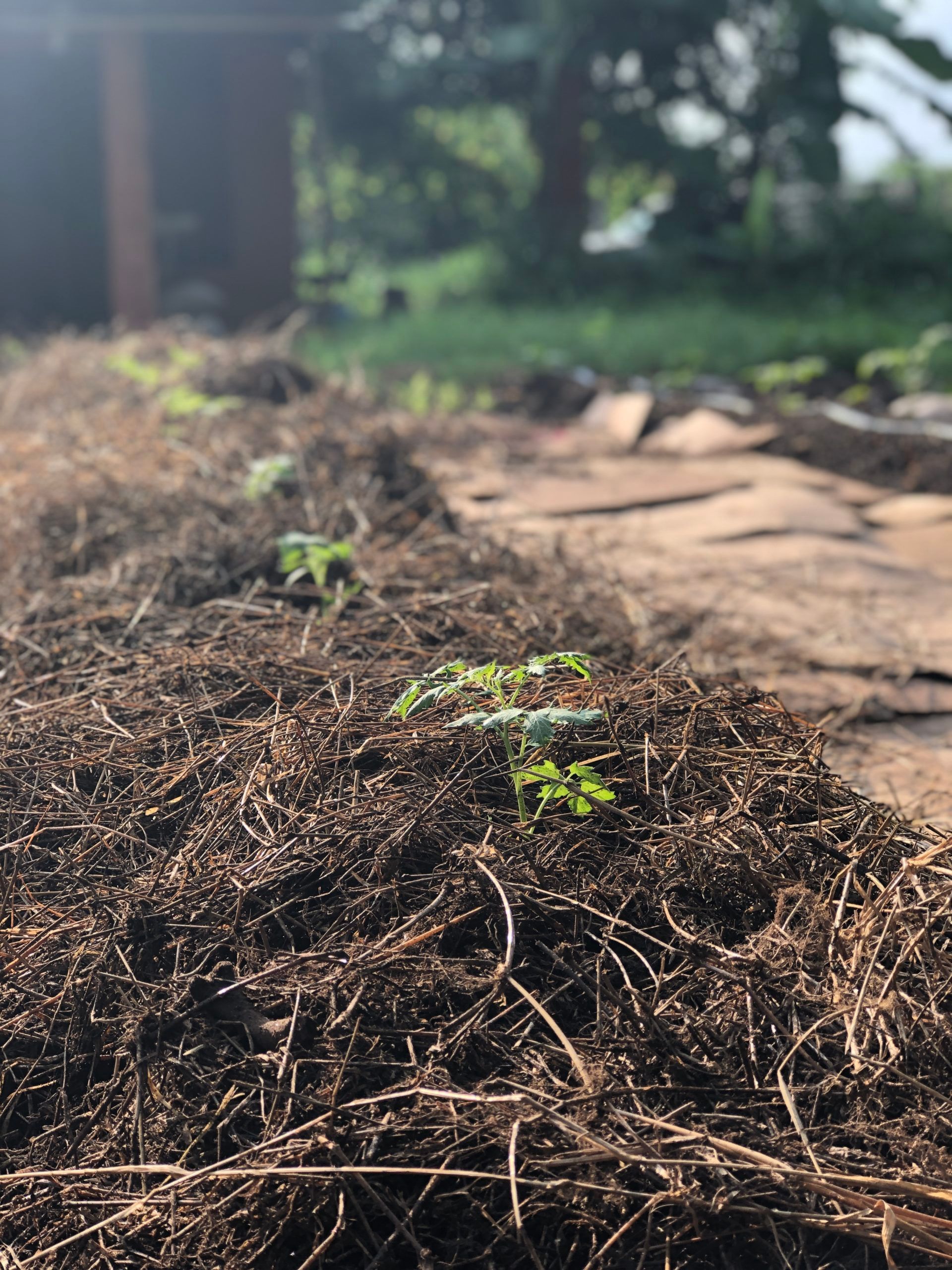 Young plants sprouting in rows of soil along a garden path outdoors