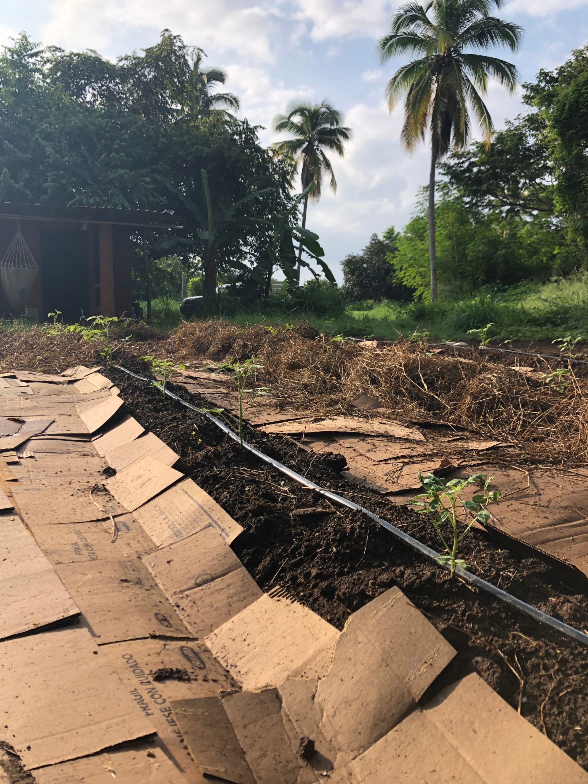 Collapsed roof beside a dirt lot, with debris in the foreground and palm trees in the background.