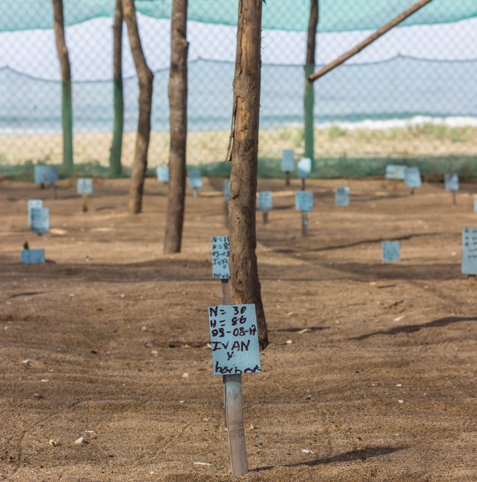 Young saplings in a fenced nursery with blue tags attached to wooden stakes
