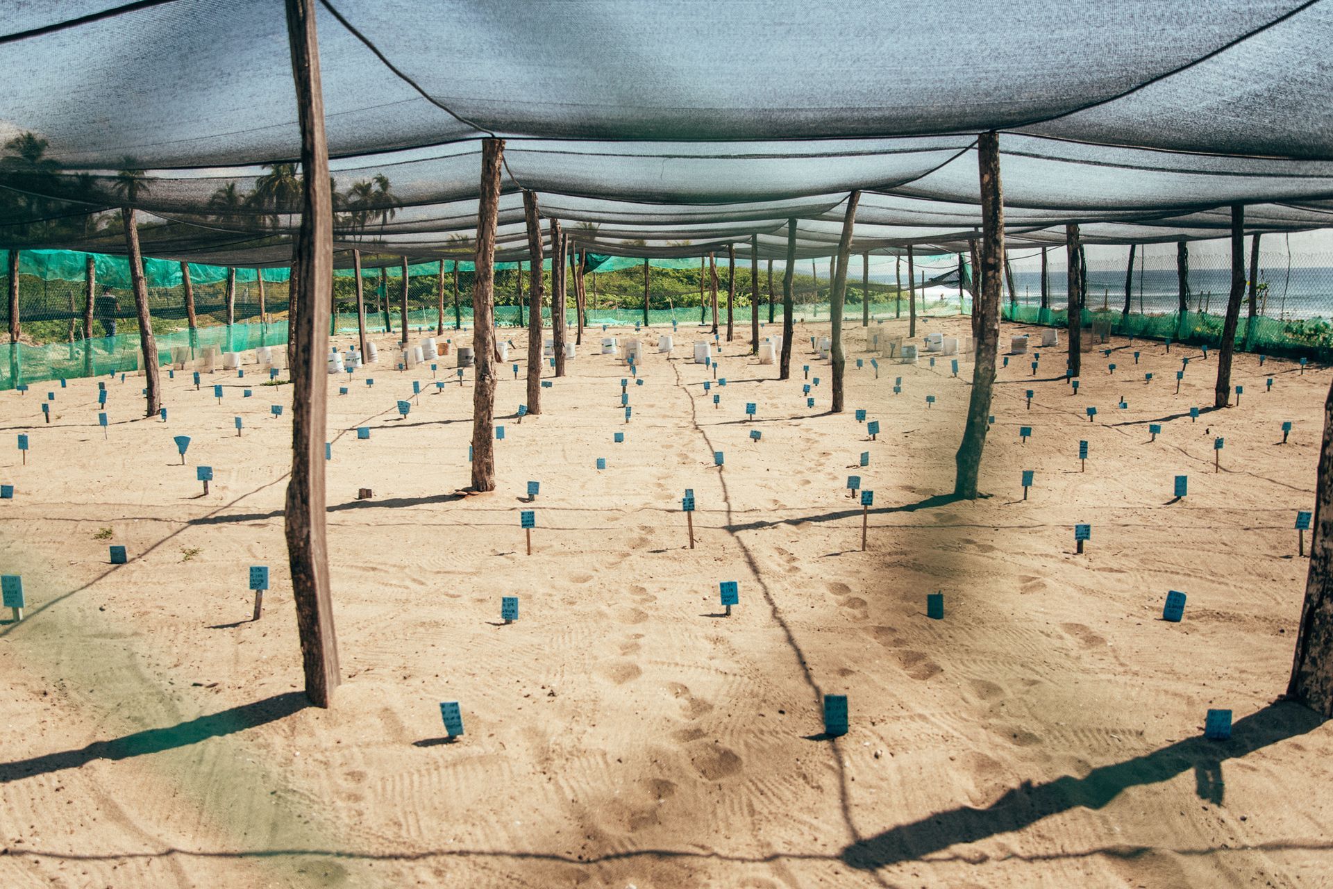 Rows of young plants under shade netting in a sandy field, supported by metal poles.