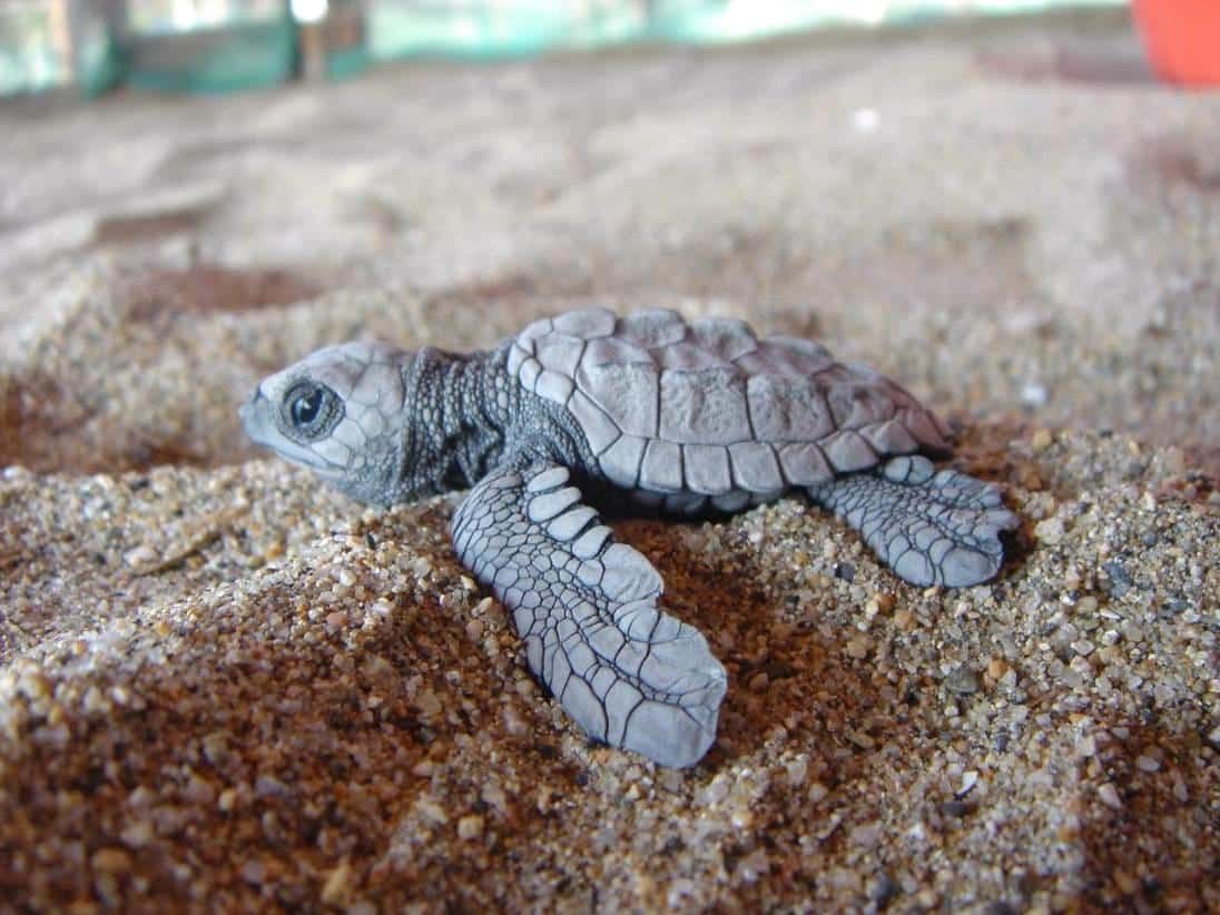 Baby sea turtle on sandy beach crawling toward the water