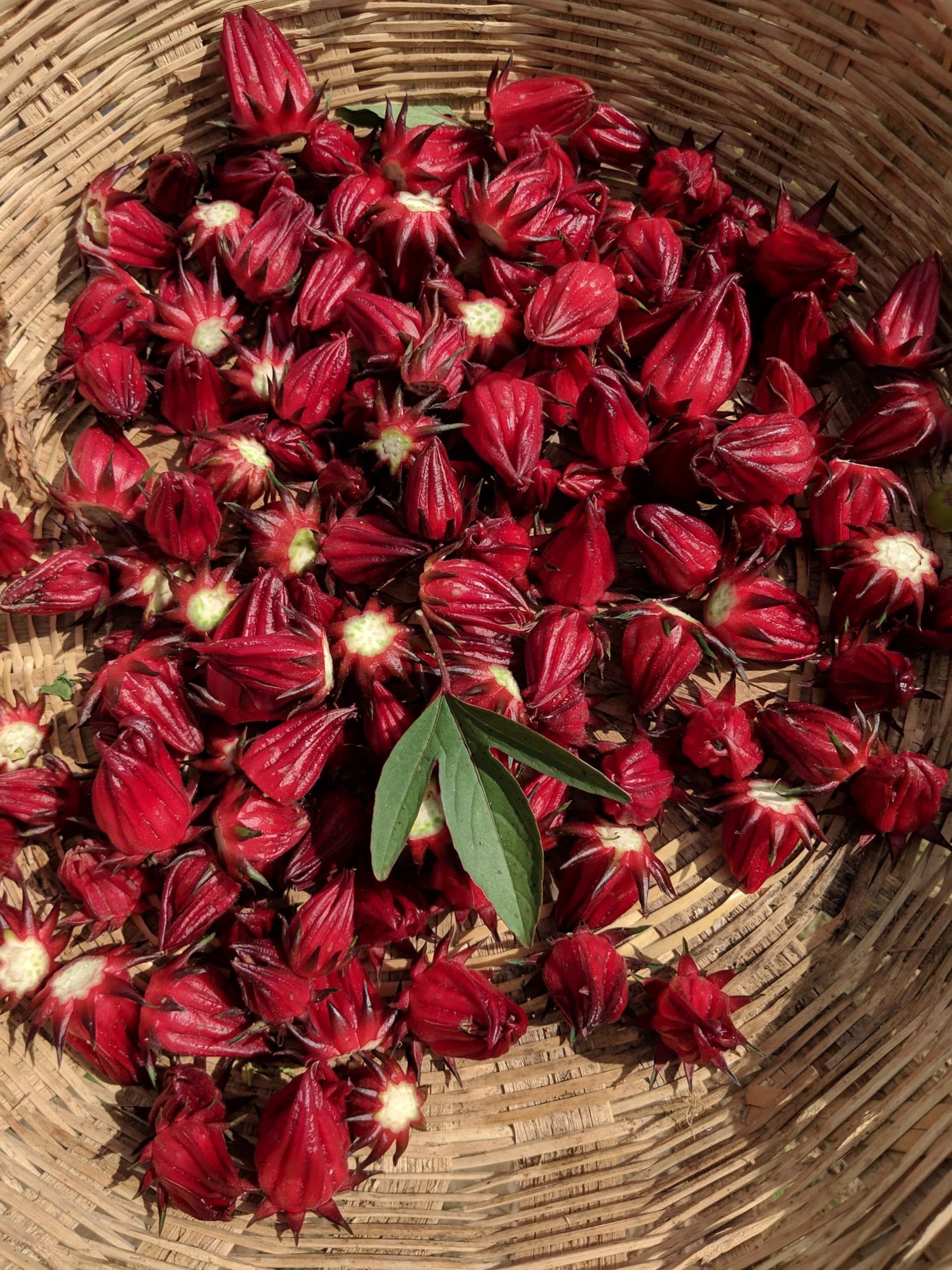 Pile of dried red hibiscus flowers on a woven mat with green leaves on top