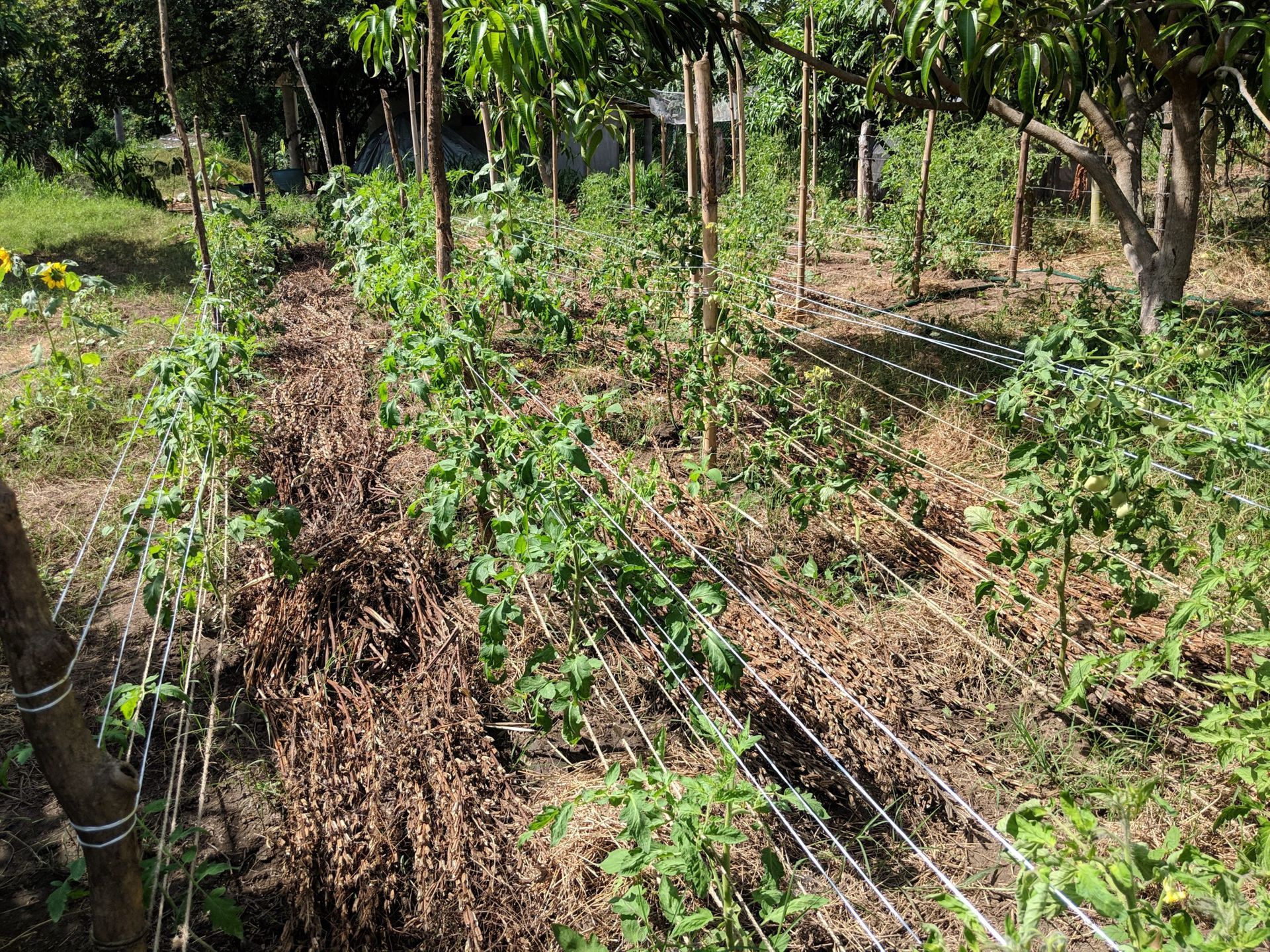Dry garden rows with green plants, brown mulch, and tree shade in a rural field