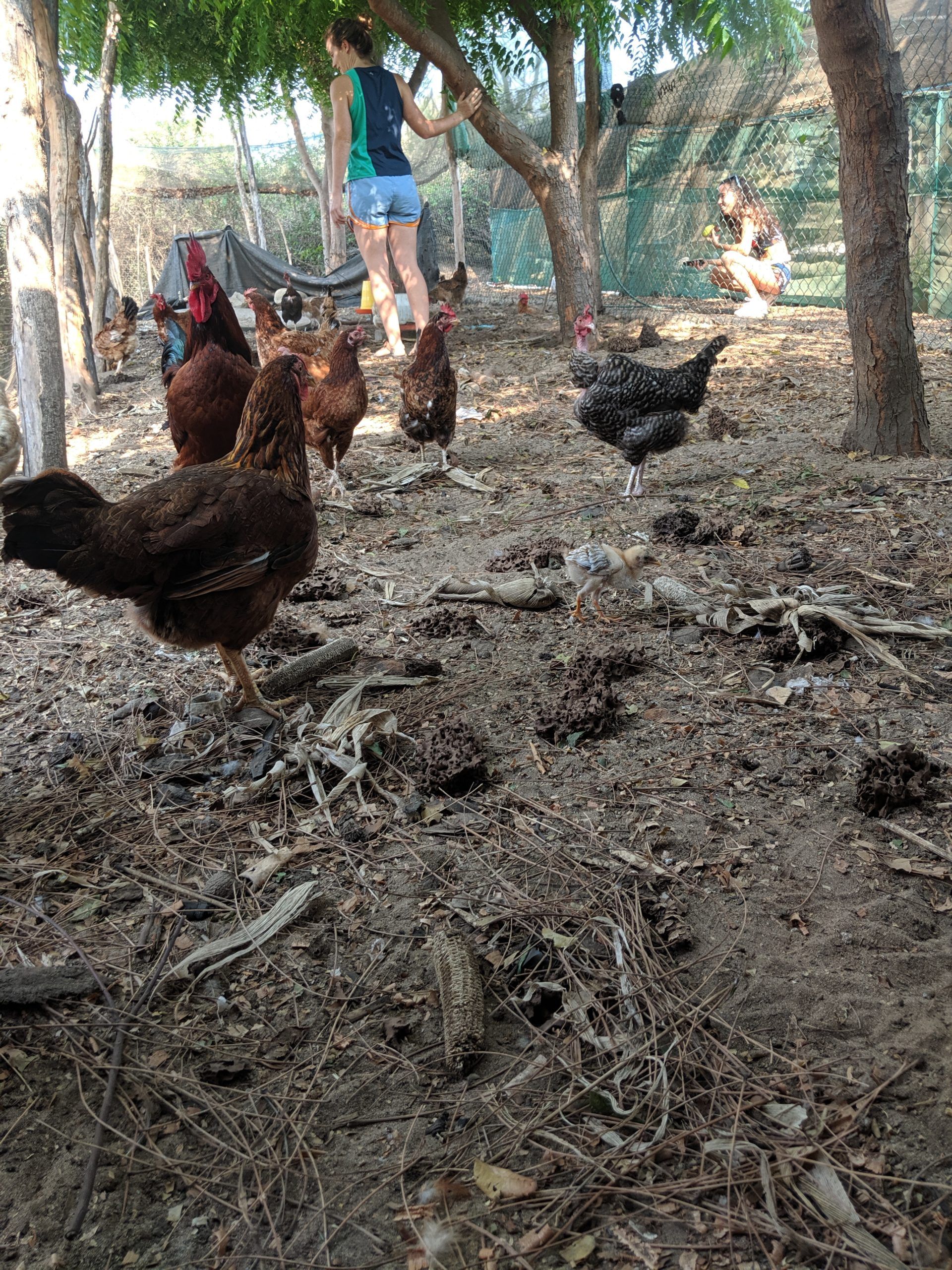 Chickens foraging on a dirt floor under trees, with a person standing in the background.